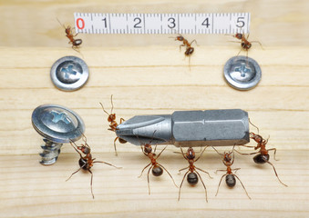 team of ants measures with ruler and carries screwdriver