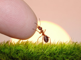 human, nature and ant - finger of friendship on sunrise