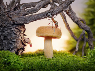 ant, mushroom and stump, good morning in the forest