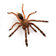 Ephebopus murinus