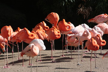 flamingo © Petra Kohlstädt