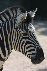 Naklejka premium zebra