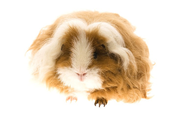 guinea pig isolated on the white background