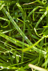 Lush green grass