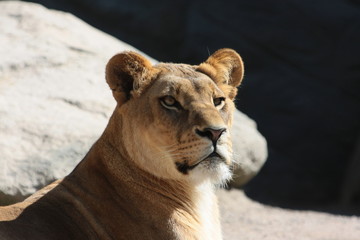 löwe