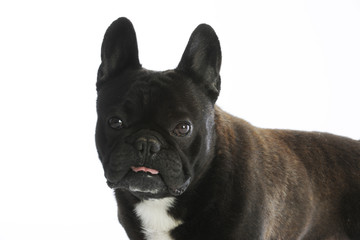 portrait de bouledogue Français