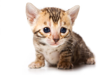 Bengal kitten on white background