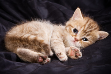 British kittens on black backgrounds