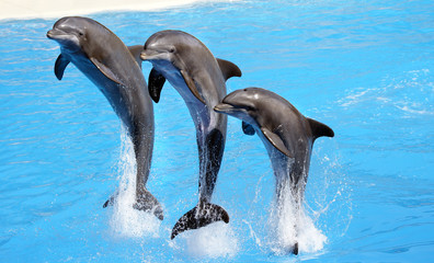 salto de delfines - obrazy, fototapety, plakaty