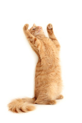 cat plaful