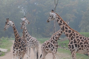 Giraffen