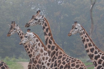 Giraffen