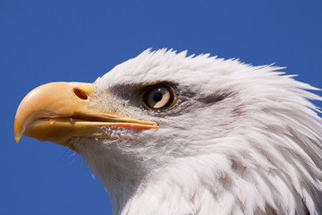 american bald eagle 4623