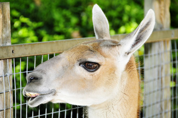 Obraz premium guanaco