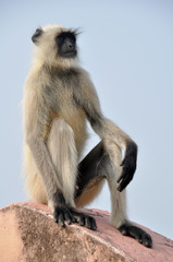 Monkey