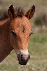young foal 5277