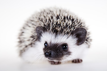 Hedgehog