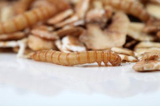 Ein Mehlwurm vor dem M&uuml;sli