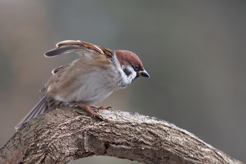 Feldsperling
