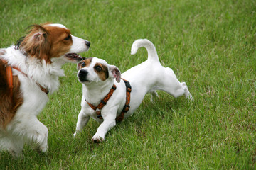 Koikerhund und Jack Russel Terrier spielen zusammen