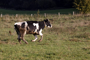 Laufende Kuh auf einer Weide