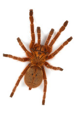 Pterinochilus murinus © Klaus Eppele