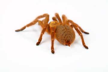 Vogelspinne von hinten