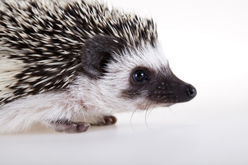 Autumnal animal - Hedgehog