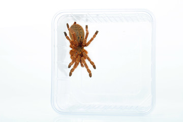 Rote Usambara Vogelspinne