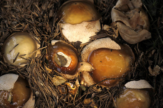 Stinkmorcheln (Hexeneier)