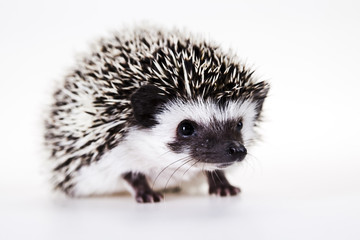 Hedgehog