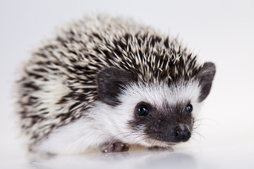 Hedgehog