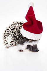 Hedgehog christmas