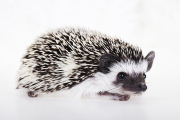 Hedgehog