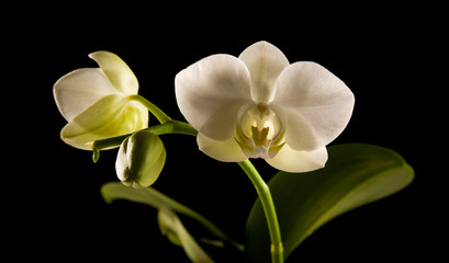 Fototapeta na wymiar white backlit phalaenopsis orchid isolated on black;