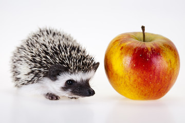 Hedgehog with apple
