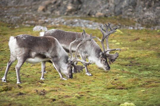 Wild reindeers in their natural habitat