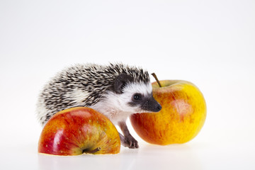 Hedgehog with apple