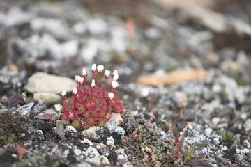 Fotobehang Arctica Tundra flowers (saxifraga)