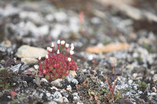 Tundra flowers (saxifraga)