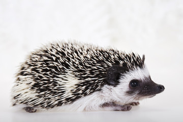 Hedgehog