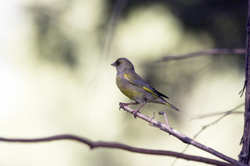 Greenfinch on branch