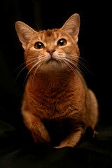Obraz premium Chat abyssin lièvre