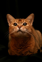 Fototapeta premium Chat abyssin lièvre