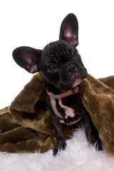 chiot bouledogue français noir