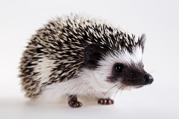 Hedgehog