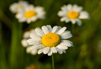 camomile in early dew