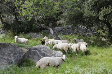 Fototapeta premium Schafe unter Olivenbäumen