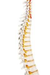 Naklejka premium Spine