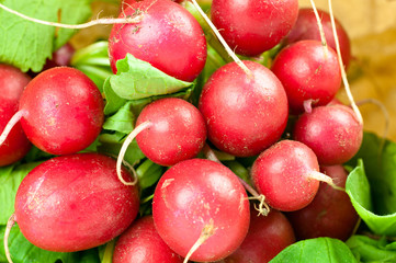 freshly harvested radishes